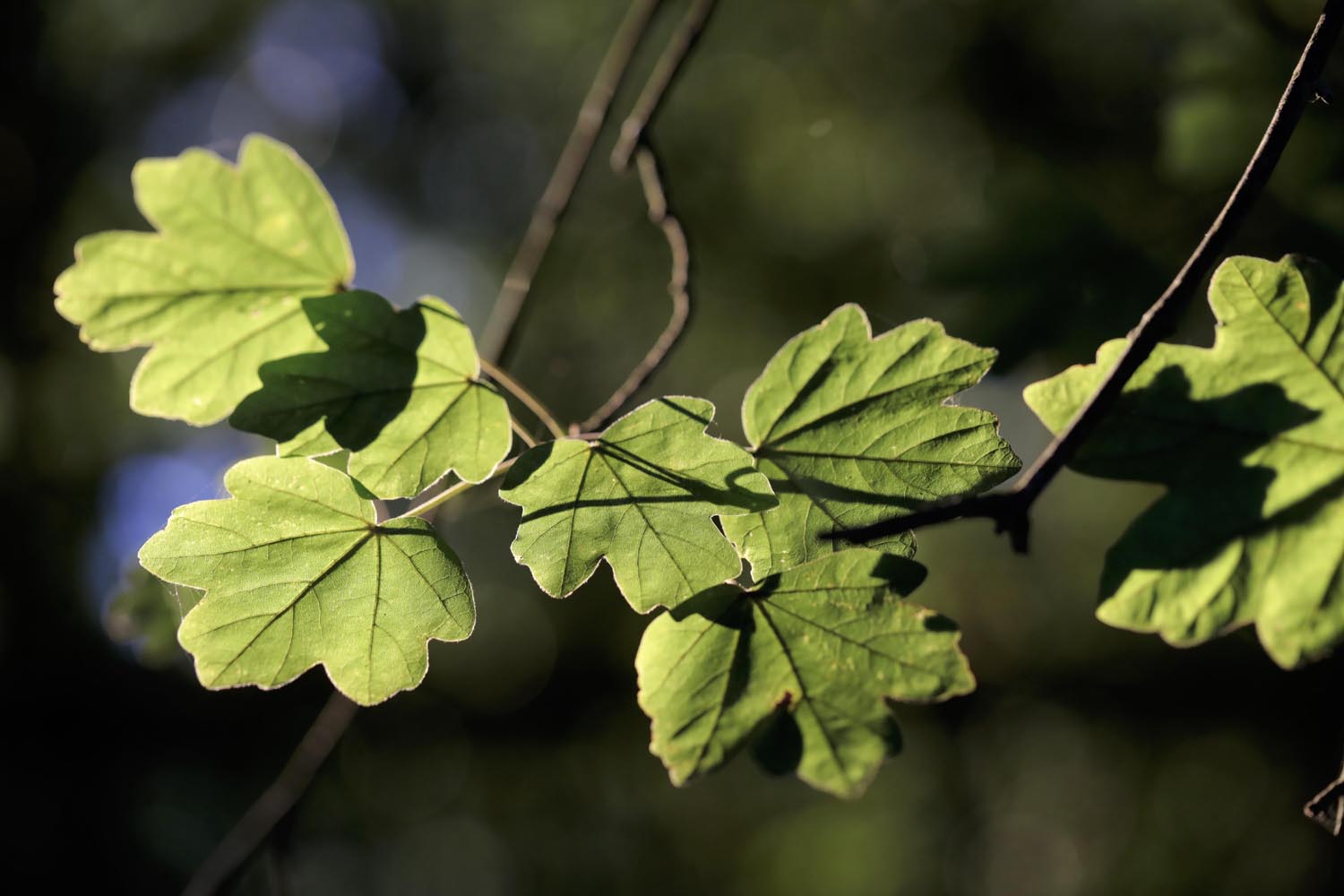 Acer campestre - Hostoak