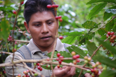 'Del cafetal a la taza. 2018' irudia