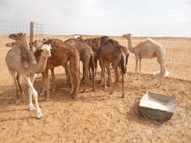 'Cabaña camelar y rehabilitación de infraestructuras  ...' irudia
