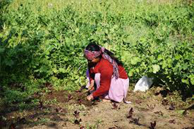 Bancos de Semillas y biodiversidad. 2018 img