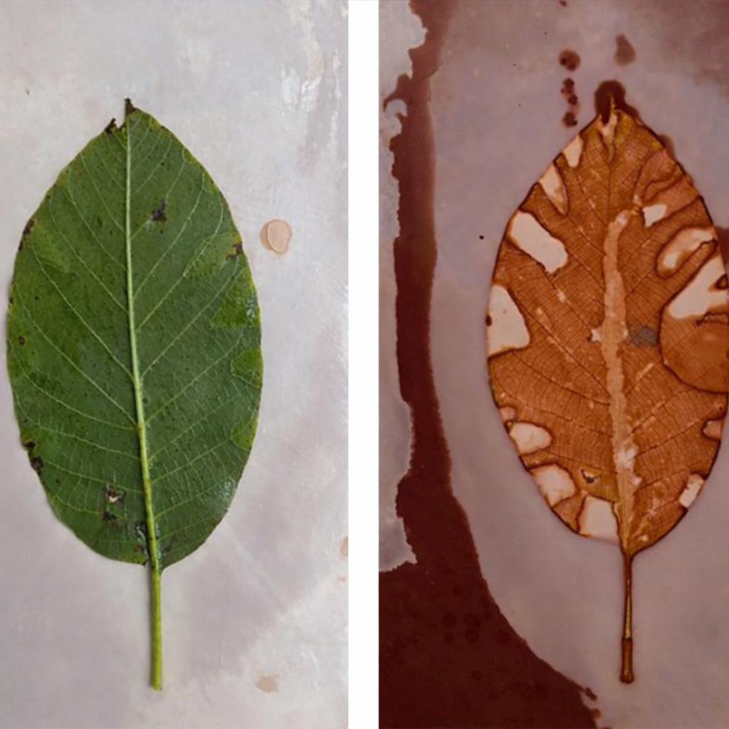 Haurrentzako tailerra: Unibertso fraktalak: 'zuhaitzen mundura bidaia'