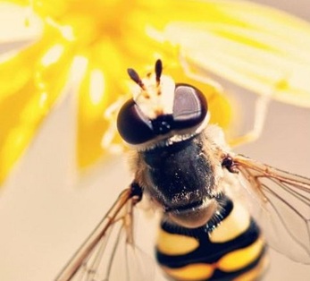 Aranzadi: 'Polinizadores en huelga'