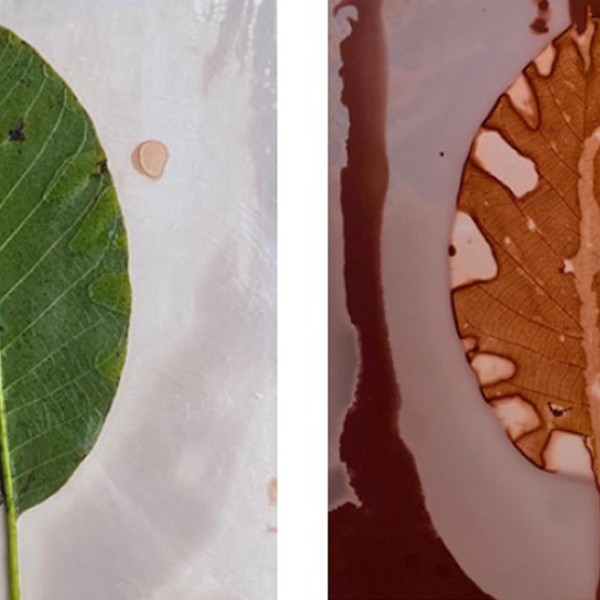 Familientzako tailerra: 'Unibertso fraktalak: zuhaitzen mundura bidaia'