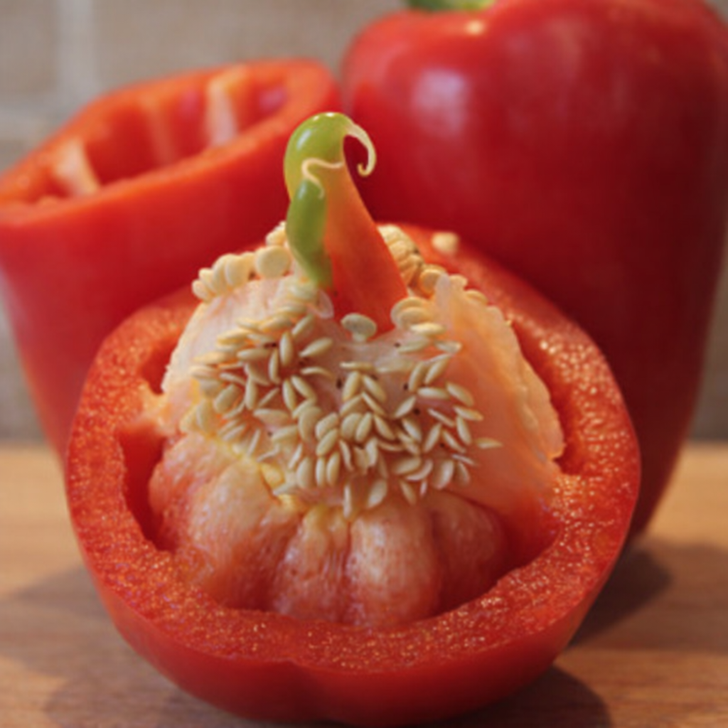 'Haziak ugaltzeko tailerra'