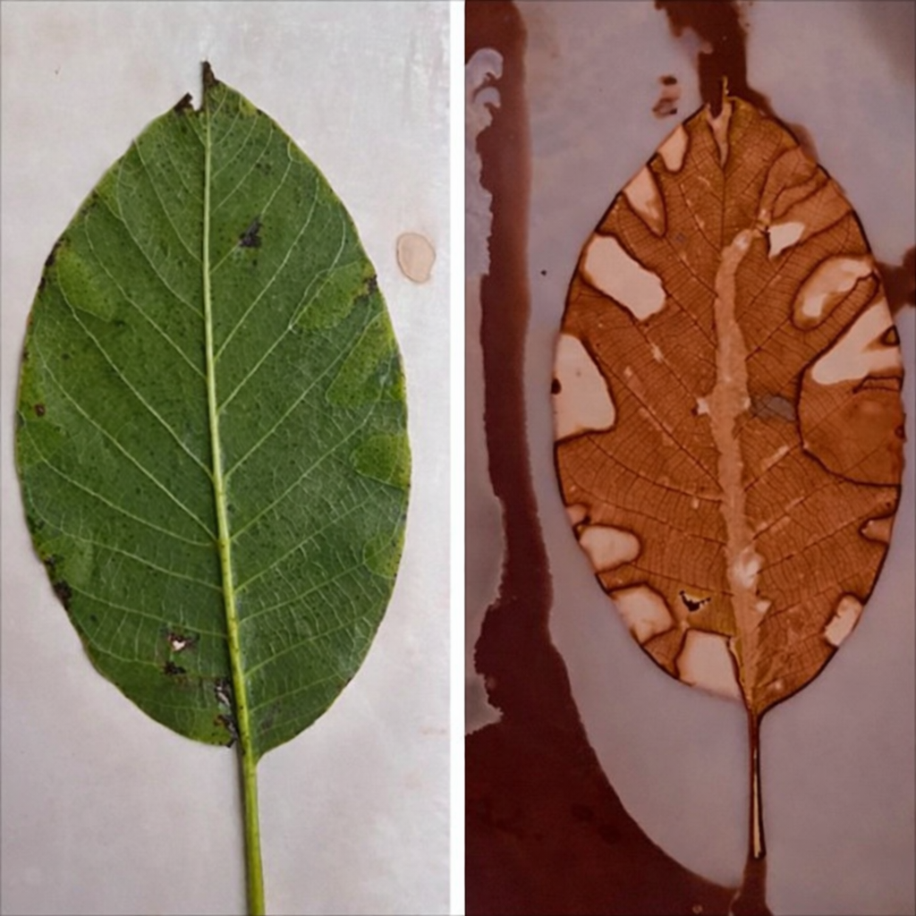 Haurrentzako tailerra: 'Unibertso fraktalak: zuhaitzen mundura bidaia'