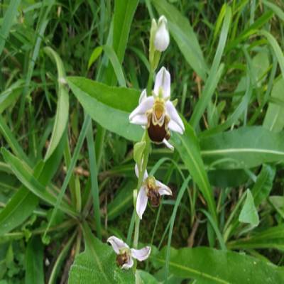 'Orquídeas de San Sebastián y alrededores'