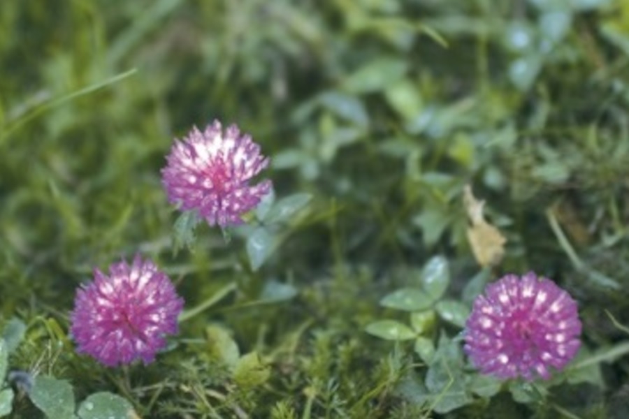 Literatur solasaldia: 'Hiru Mariak' ekintzaren ikonoa