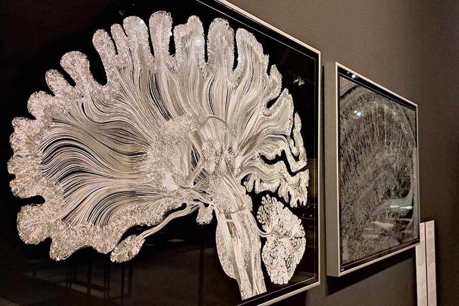
		'Un análisis del cerebro humano desde la neurociencia'
		
	