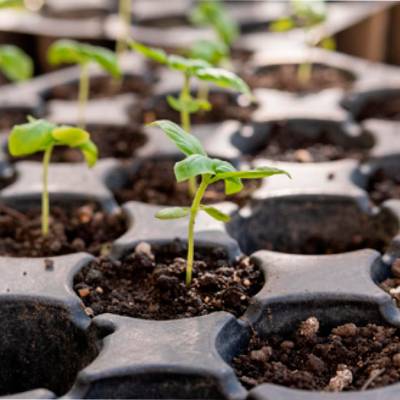 Taller: 'Taller práctico sobre producción y cuidado del plantel'