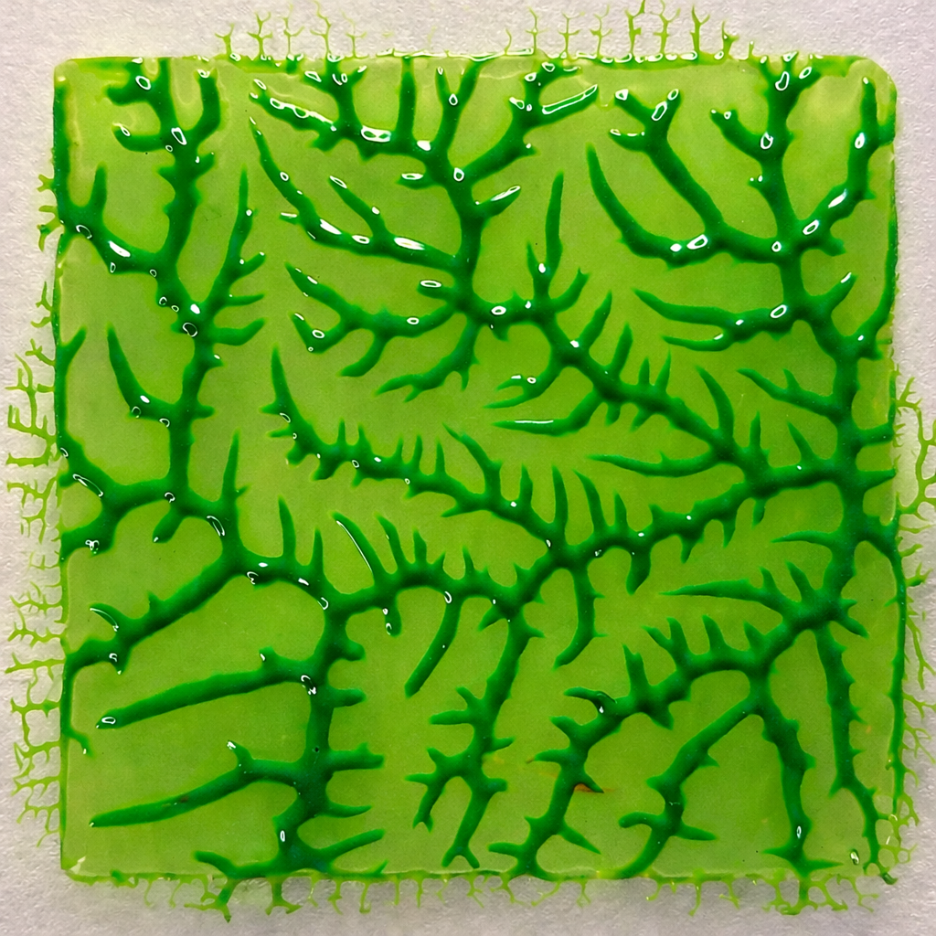 Taller: 'Memoria foliar. Taller de fitogramas y revelado con plantas'