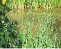 Ibilaldia: 'Igeldoko urmaelak, hegoaldeko zuhaitz-igelaren bizileku'