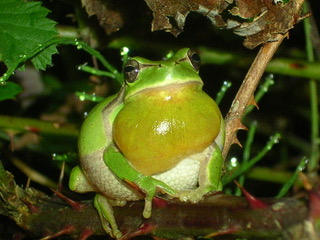 Hyla merdionalis - Xabier Rubio