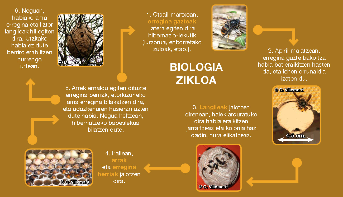Biologia Zikloa