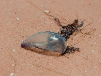 Karabela