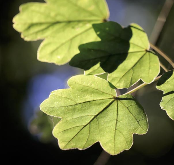 Acer campestre - Frutas