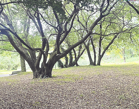Parque de Otxoki