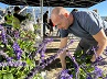 Nuevo reparto de flores y plantas que se retiran de los jardines