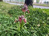 Las orquídeas salvaje vuelven a San Sebastián